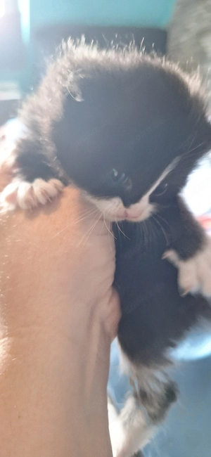 Maine coon Kitten silver tabby abgabe im Juli