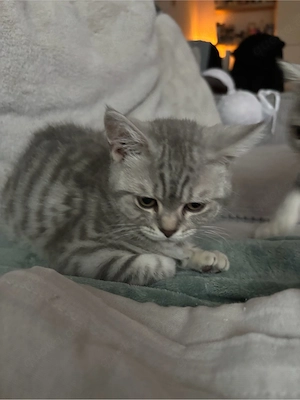 BKH Kitten