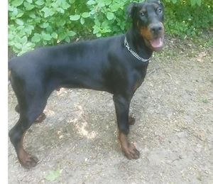 Dobermann 5 Monate abzugeben 
