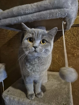 Britisch Kurzhaar Katze zum Verkauf