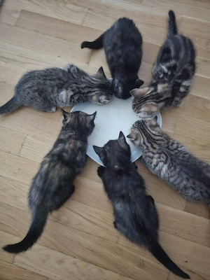 BkH Kitten zu verkaufen 