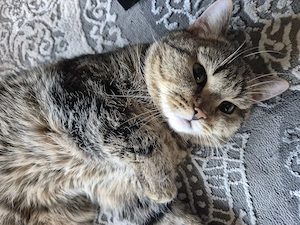 Bkh Hauskater zum Abgeben