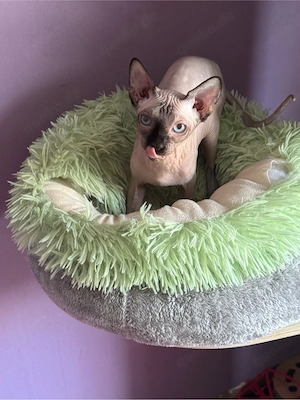 Besondere Sphynx-Katze mit kleinem Handicap sucht liebevolles Zuhause   