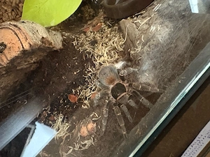 vogelspinne homoeomma orellanai