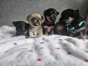 Typvolle Chihuahua Welpen ab Mitte Juni abzugeben 