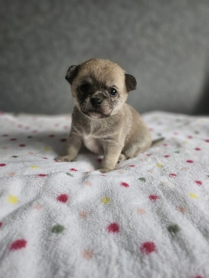 Typvoller Chihuahua-Rüde Buddy sucht liebevolles Zuhause ab Mitte Juni