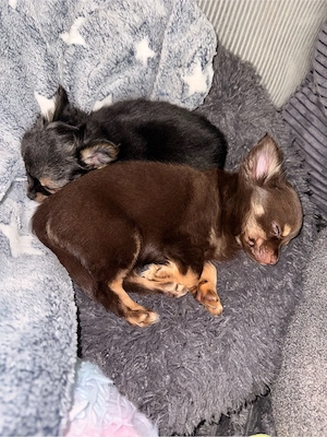 Chihuahua Welpe Bild 3