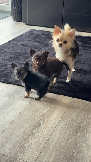 Chihuahua Welpe Bild 4