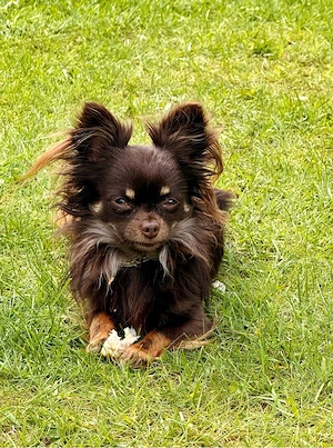 Chihuahua Welpe Bild 7