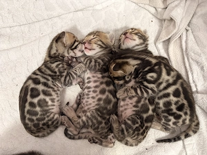 Bengal Kitten zu haben