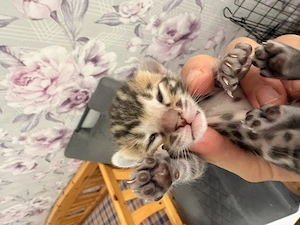 Bengal Kitten zu haben