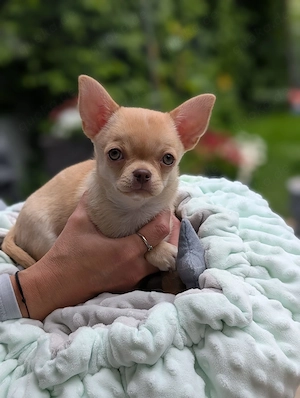 Wunderschöner Chihuahua Welpe in KH 