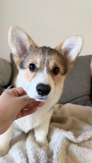 Welsh Corgi Pembroke Tricolor 