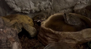 Agakröten Pärchen mit Terrarium und Zubehör
