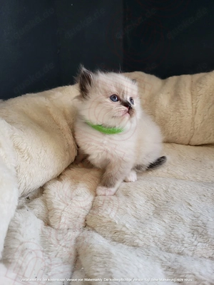  Wunderschöne Ragdoll Kitten suchen liebevolles Zuhause 