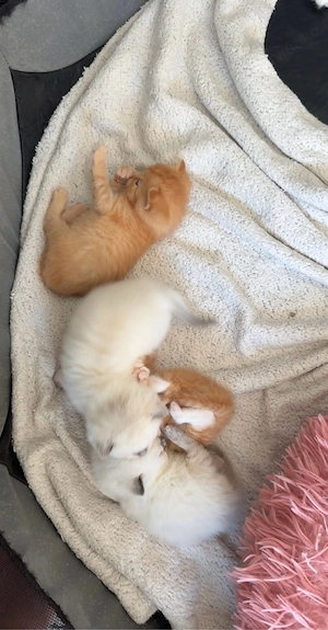 Katzenbabys suchen liebevolles Zuhause