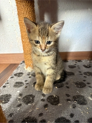 5 Süsse Kitten.....