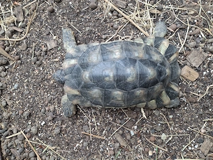 Breitrandschildkröten Männchen