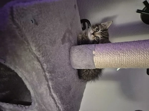 Kleiner katerchen sucht liebes  zuhause 