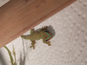 Phelsuma grandis, madagaskar taggecko 