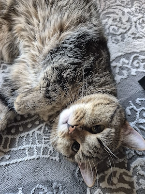 bkh kater 