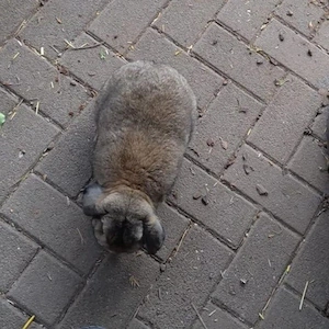 Zwerg widder Kaninchen    zu verkaufen 