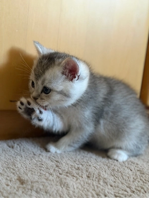 baby katzen 