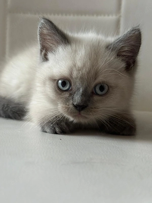 bkh ketten  Bild 4