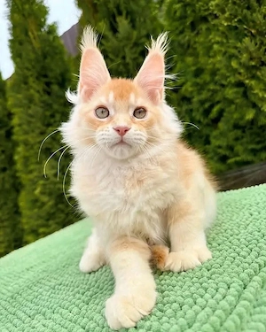Majestuoso gatito de Maine Coon de 12 semanas - Tranquilo y seguro