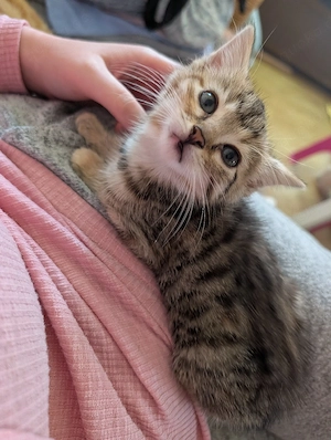 Unsere süßen Katzenbabys suchen neues Zuhause, EKH-MainCoon-Mix