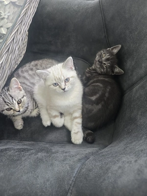 Wunderschöne BKH Kitten in verschiedenen Farben ab sofort abzugeben
