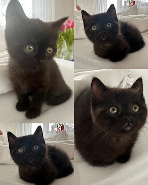 Britisch Kurzhaar Kitten zu verkaufen 