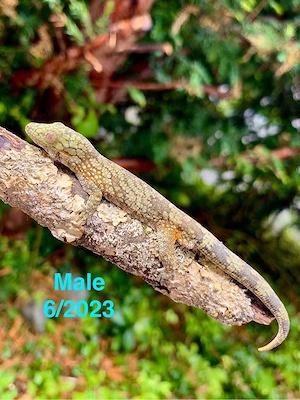 1.1 Paar, Chamäleongecko (Eurydactylodes agricolae)
