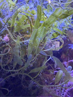    Caulerpa Makroalge abzugeben   