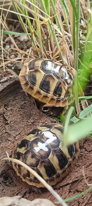 Griechische Landschildkröten NZ 2025