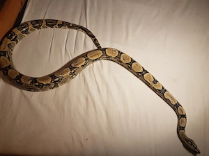 Boa Constrictor Longicauda Männchen + Terrarium 