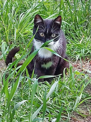 Junger Kater an guten Händen abzugeben 