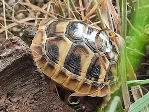 Griechische Landschildkröten NZ 2025