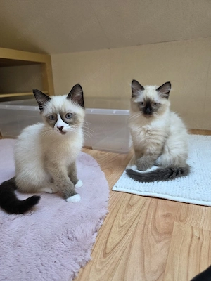 SiamRagdoll kitten