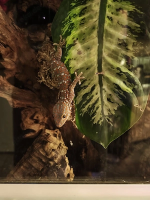 Tokeh Gecko unbestimmt Jan26