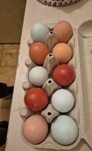 bruteier araucana und co