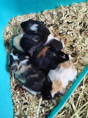 Meerschweinchen 