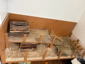 meerschweinchen 2 jahre jung 