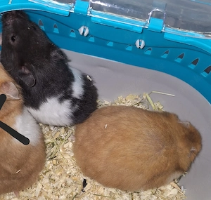 Junge Goldhamster 
