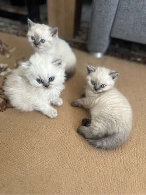 3 BKH Katzen zum verkaufen