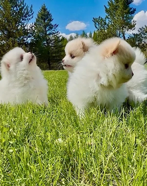 Zwergspitz-Pomeranian welpen