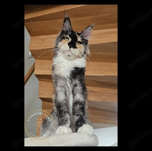 Strahlemaus Sunny sucht Kuschelplatz