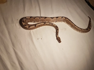 Python regius Spider Männchen + optional Terrarium 