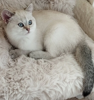 Bezaubernde BKH Kitten aus liebevoller Hobbyzucht mit Stammbaum suchen Dich