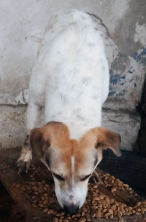 Ludwig sucht ein liebevolles Zuhause